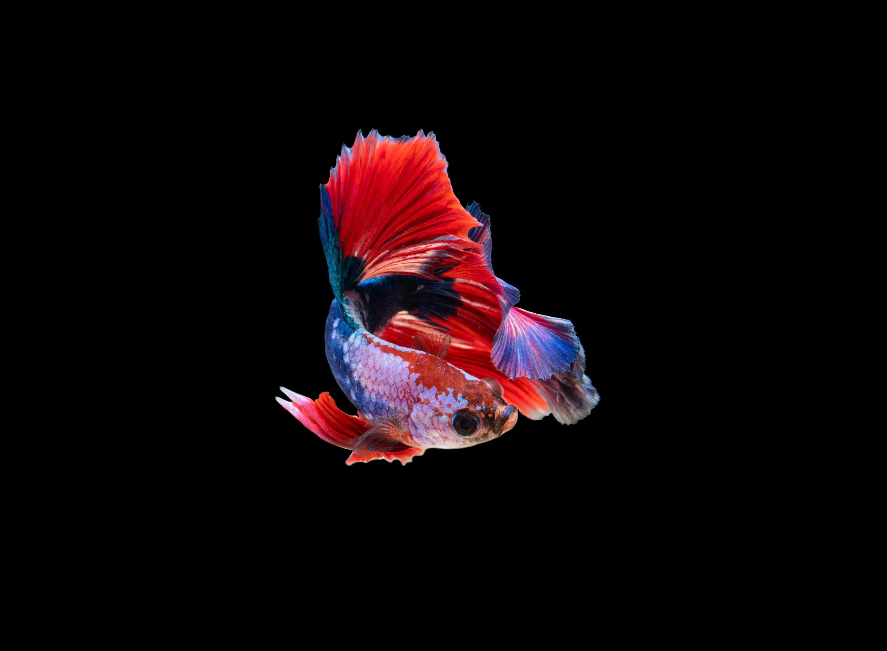 Download Siamese fighting fish dark