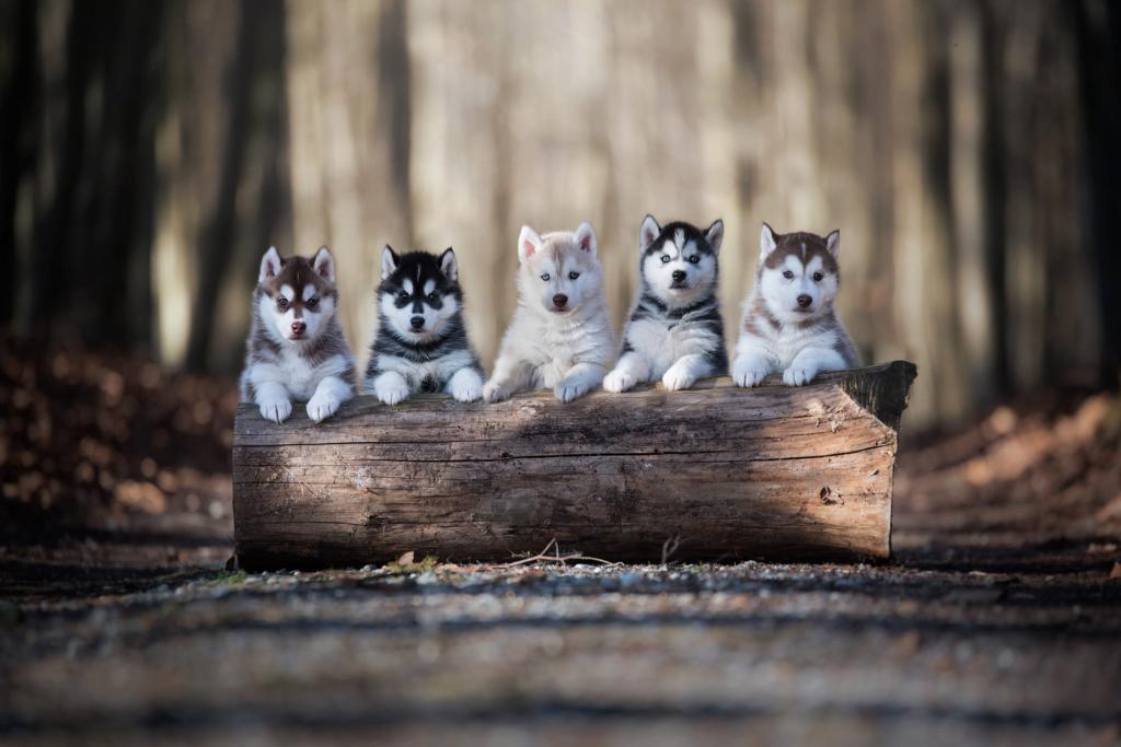 Download Dogs Alaskan Malamute Baby