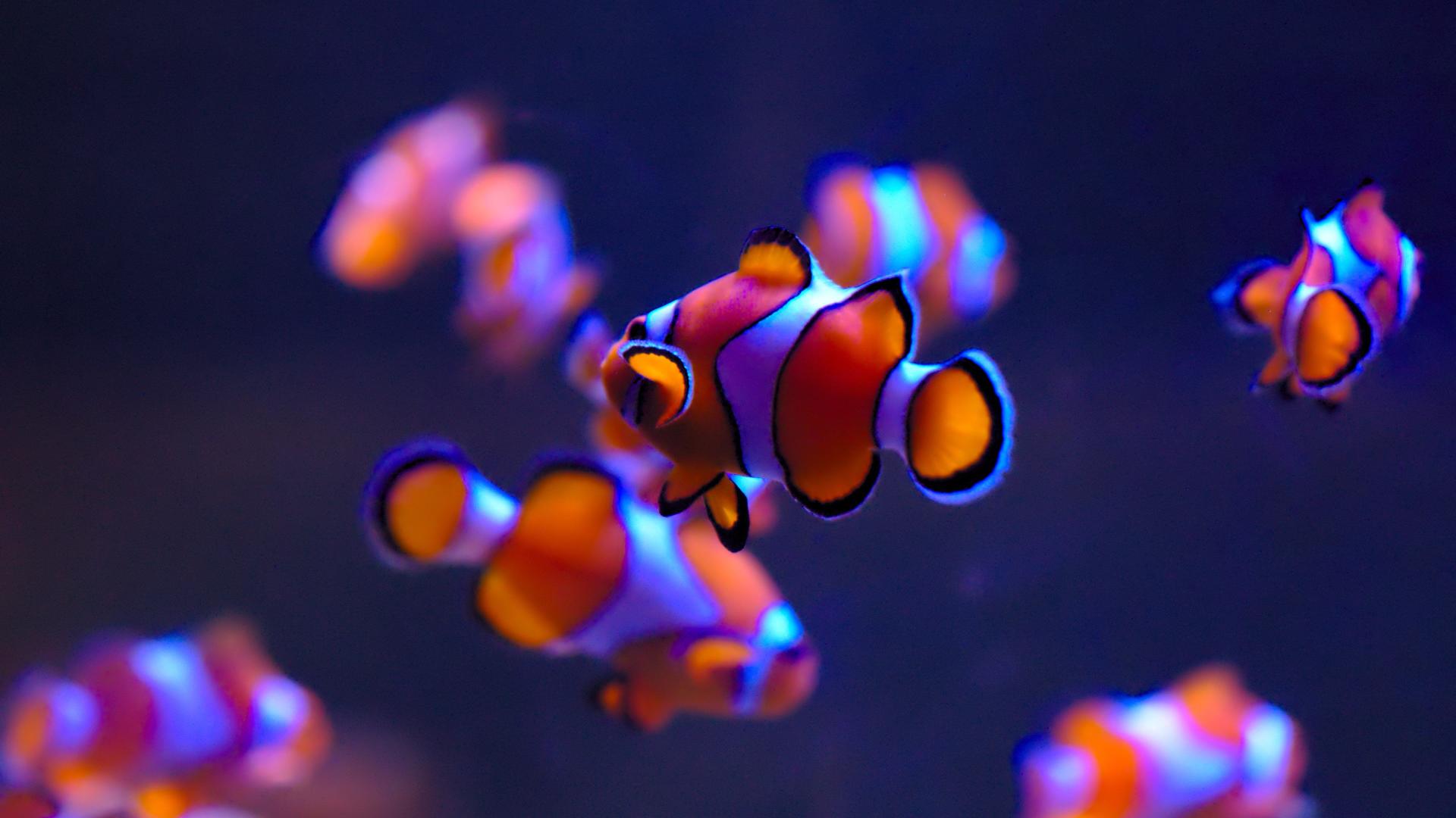 Download clownfish 4k pc free