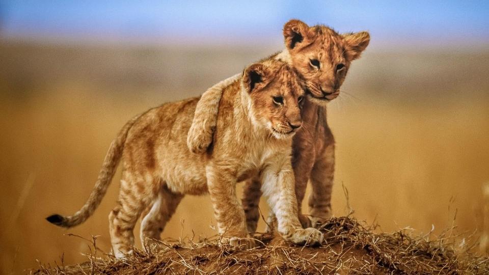 Download wildlife lion cubs cute