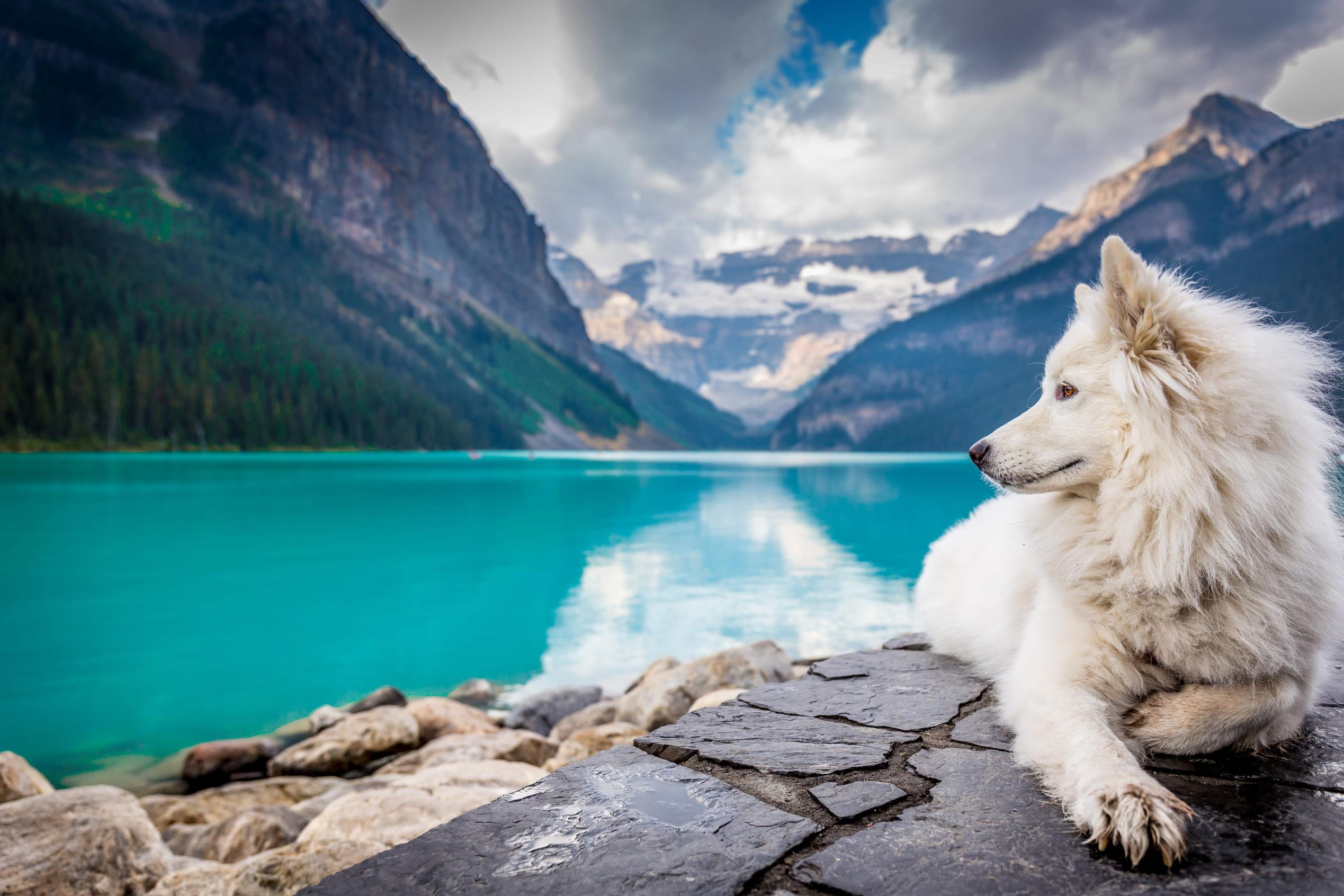 Download A white dog sitting