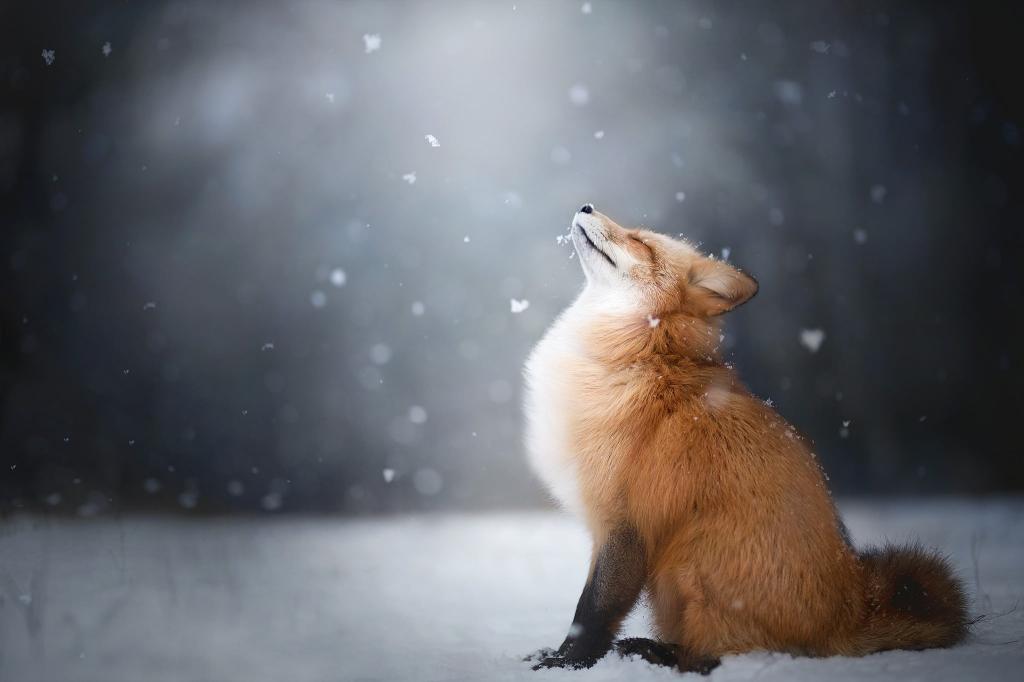 Download red fox animals snow