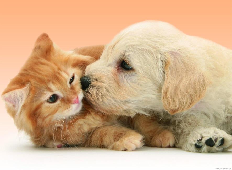 Download Puppy Dog kissing cat