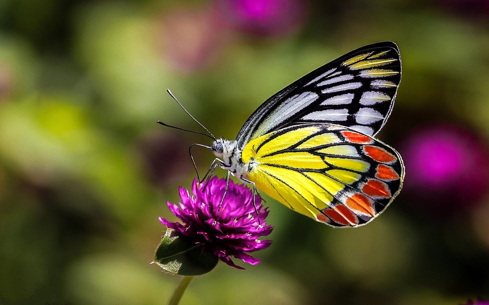 Download Insects Butterfly On Flower