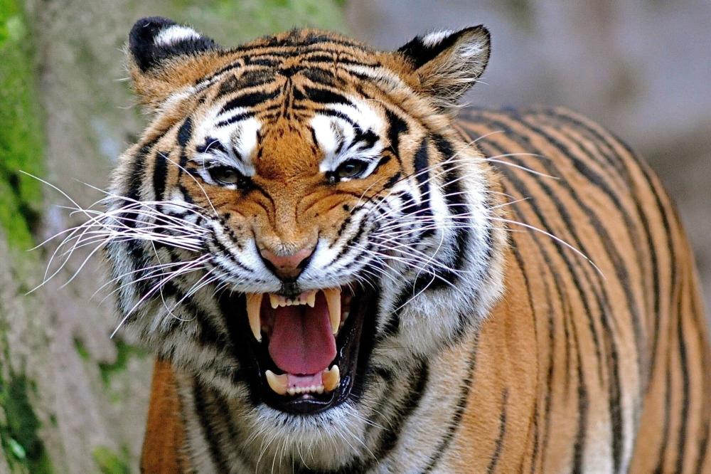 Download Angry Tiger animals free