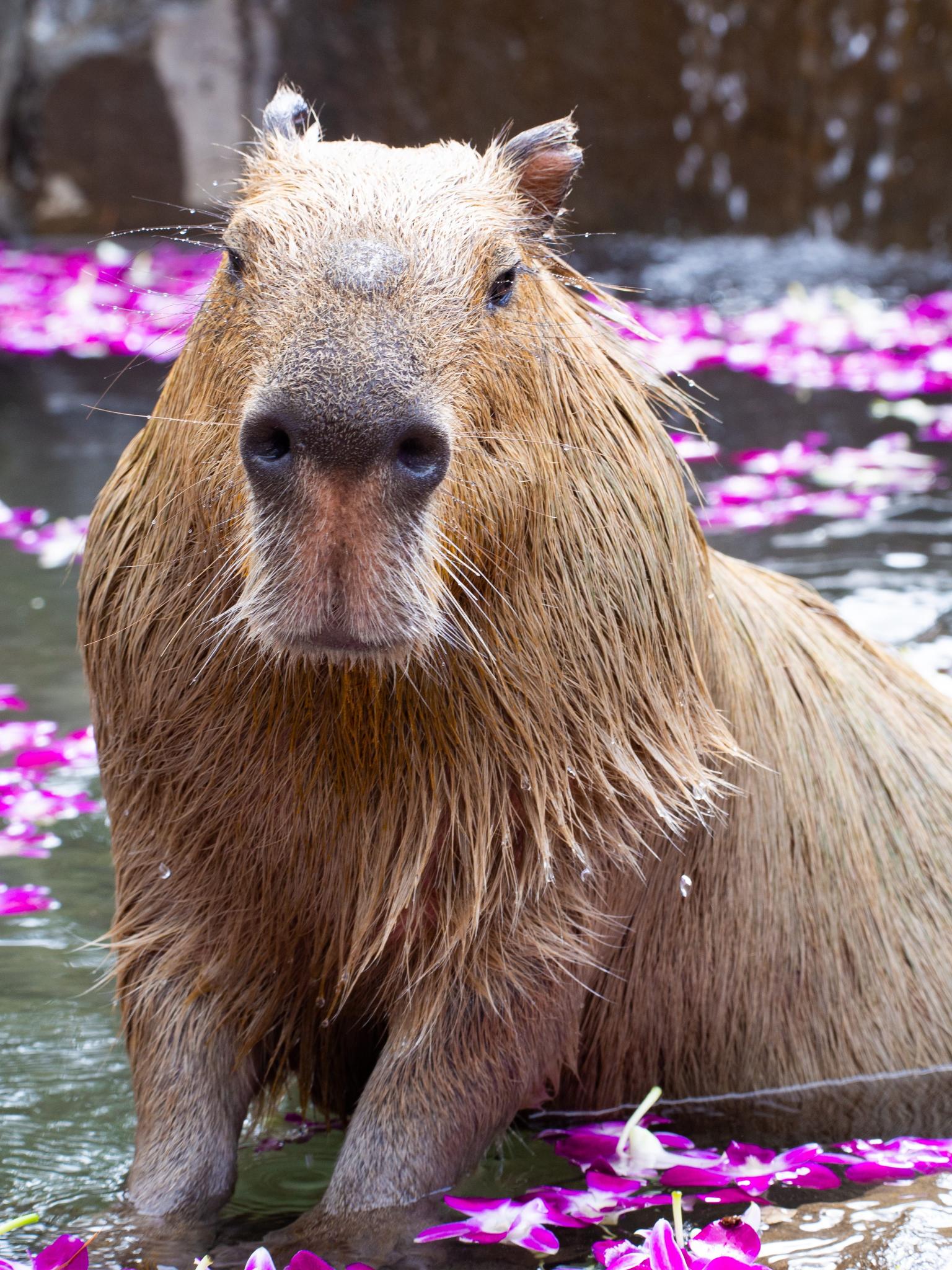 Download zoo capybara animal mammals