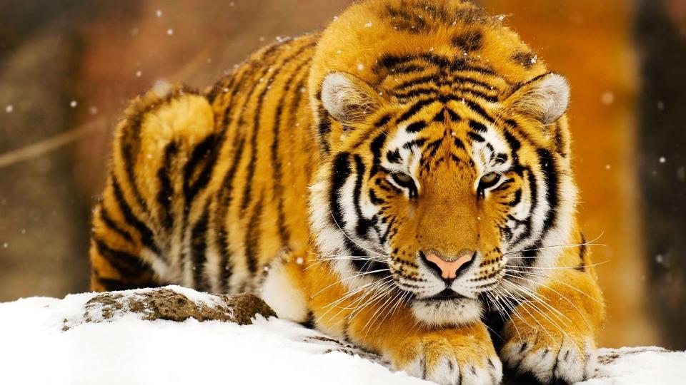 Download adult tiger animals big