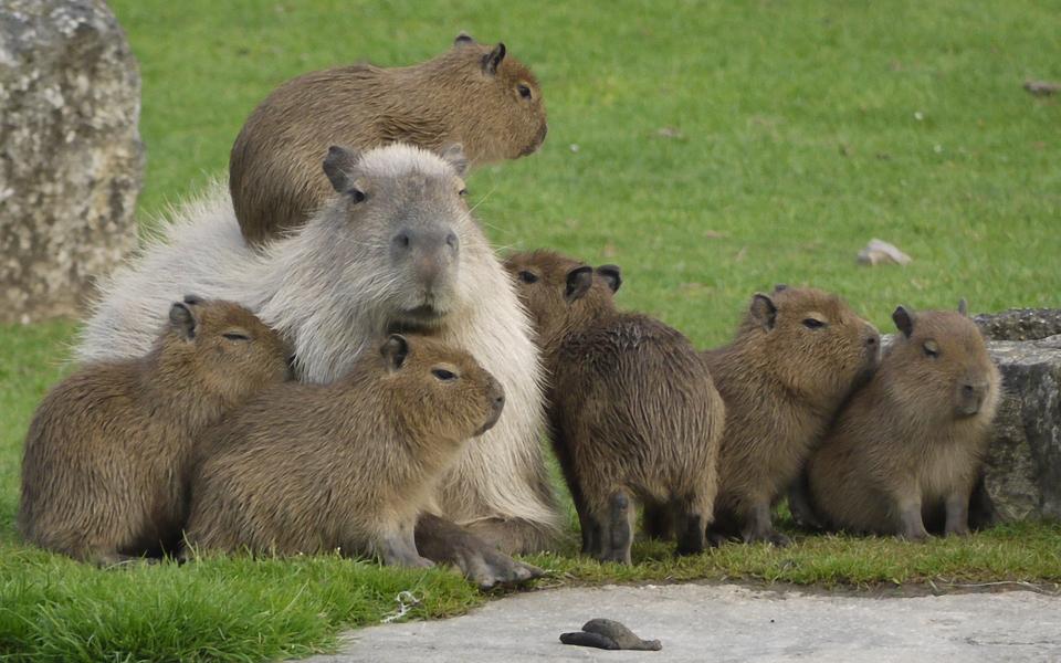 Download Animal Capybara free download