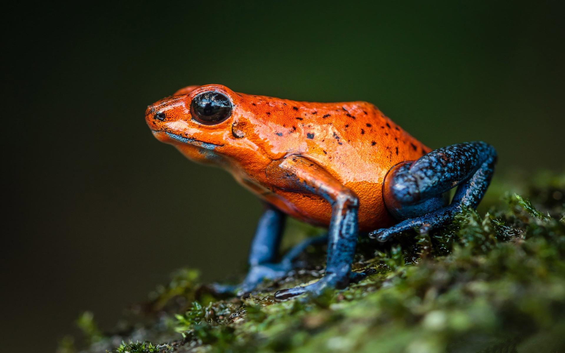 Download Amphibians Strawberry Poison Dart