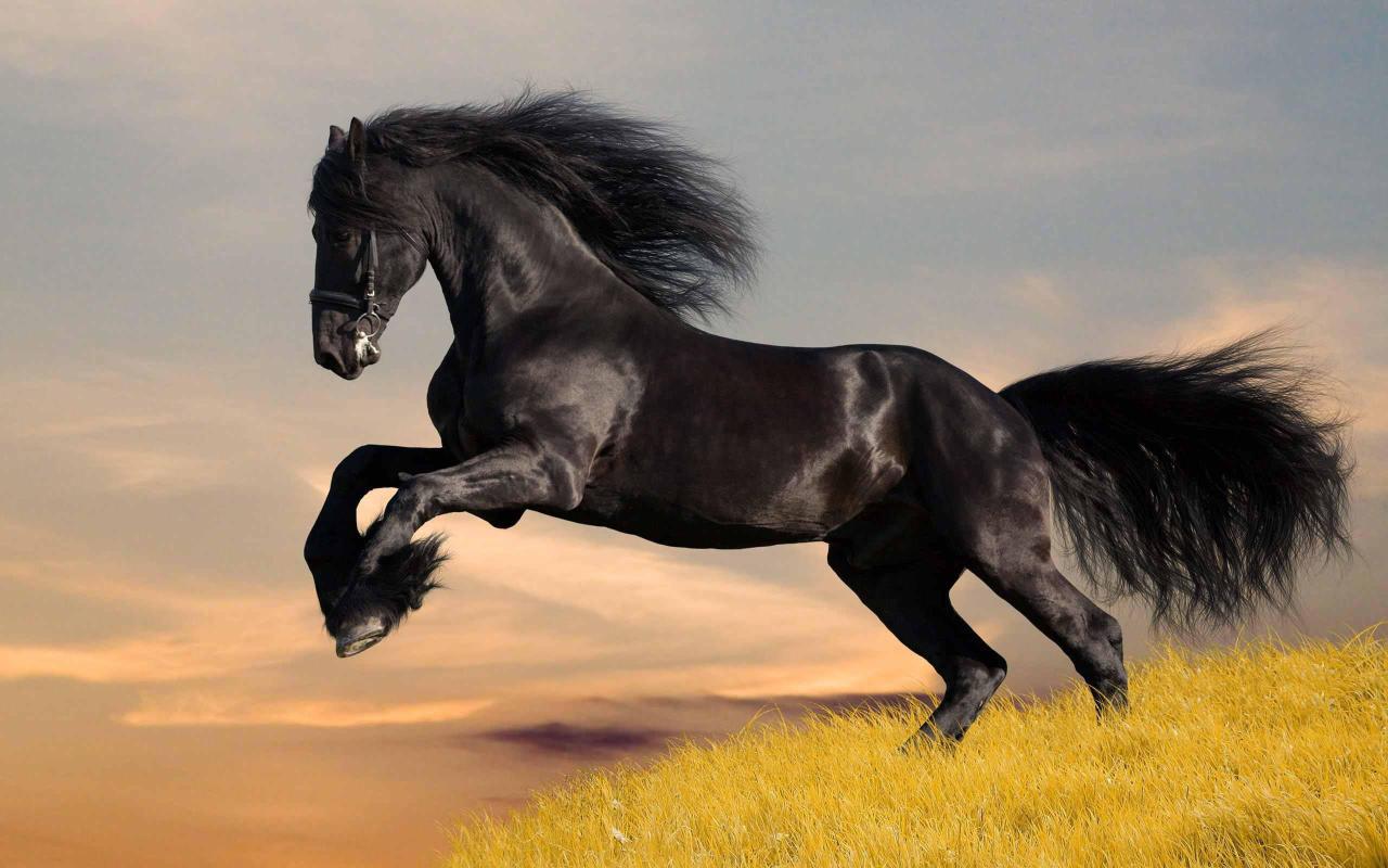 Download Horse Animals Black Horse