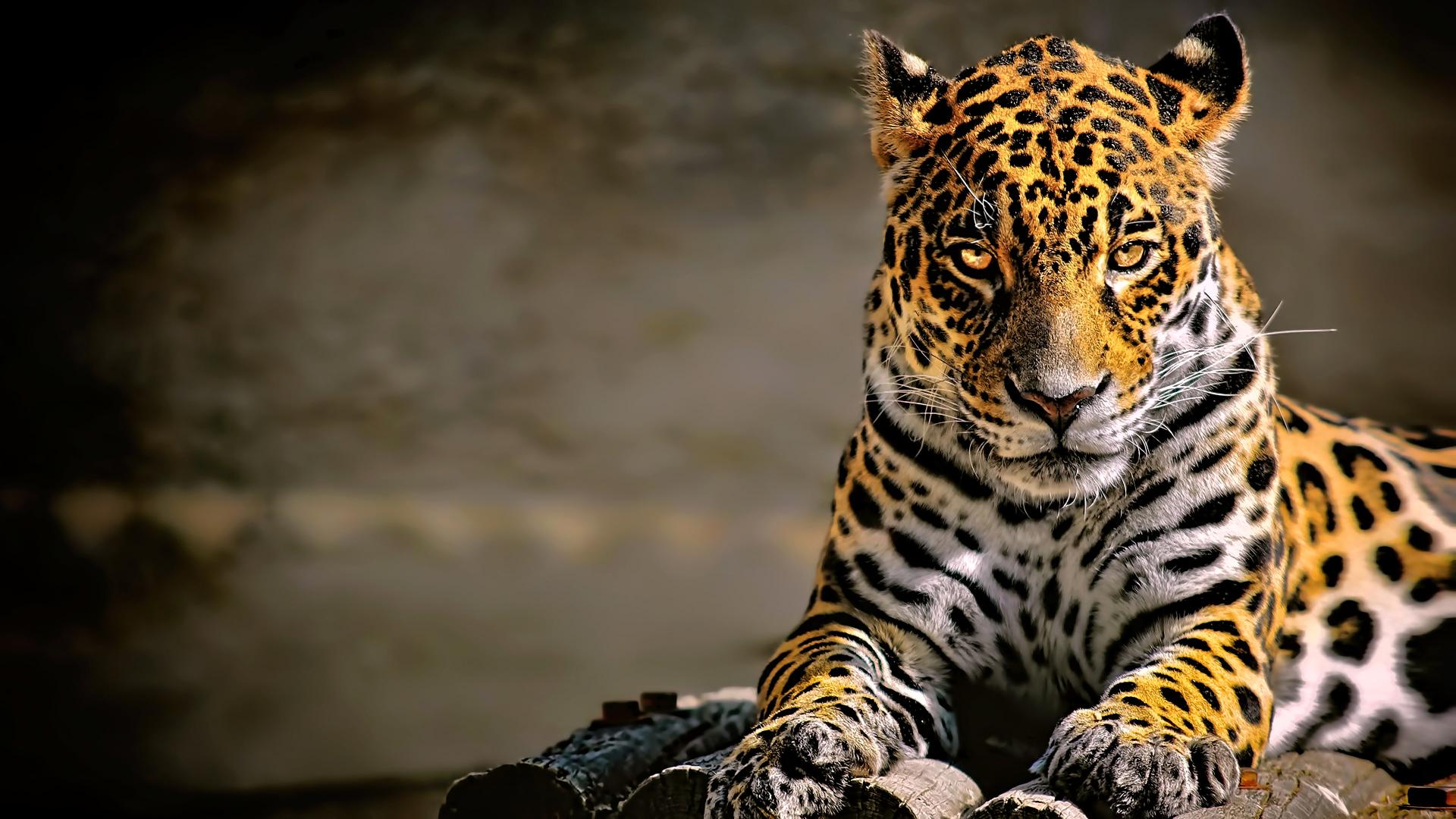 Download leopard (animal) big cats