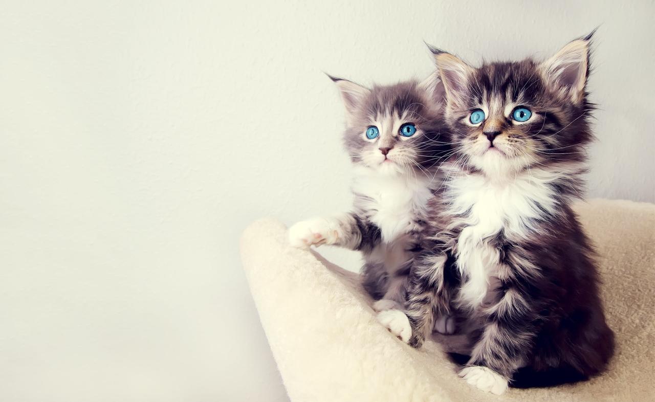 Download Cute Kittens HD Wallpaper