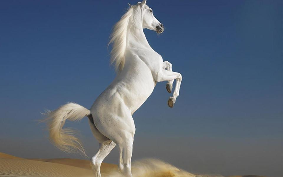 Download white horse desert animals