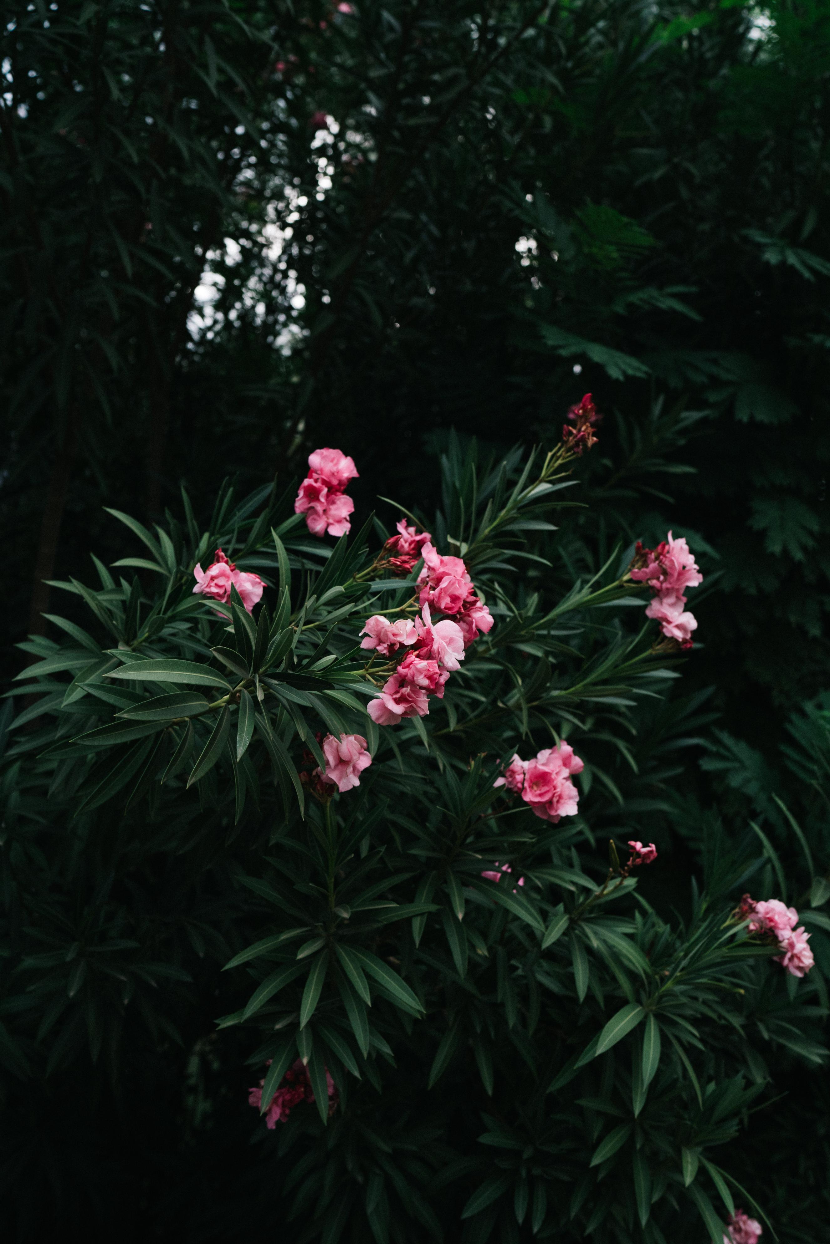 Download Pink Flowers With Green Leaves Wallpaper