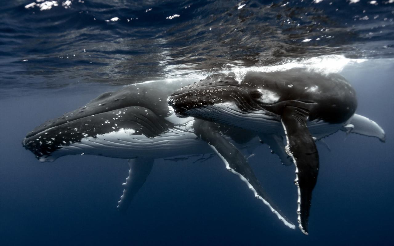 Download whale underwater humpback whale