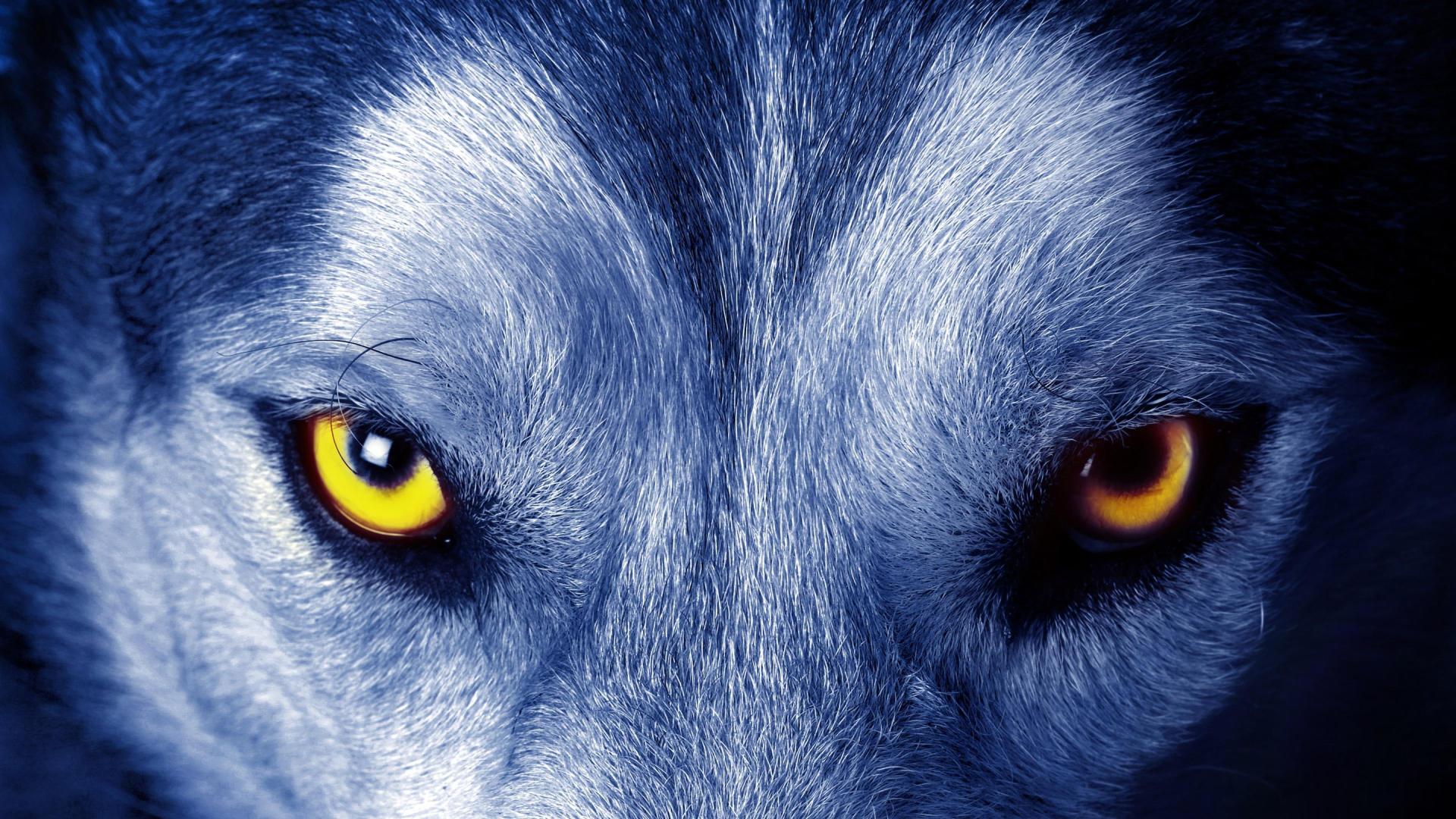 Download yellow wolf eyes look