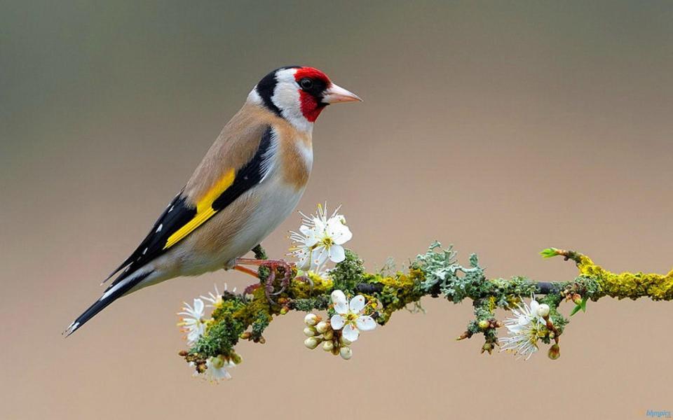 Download Colorful Bird On Flowering