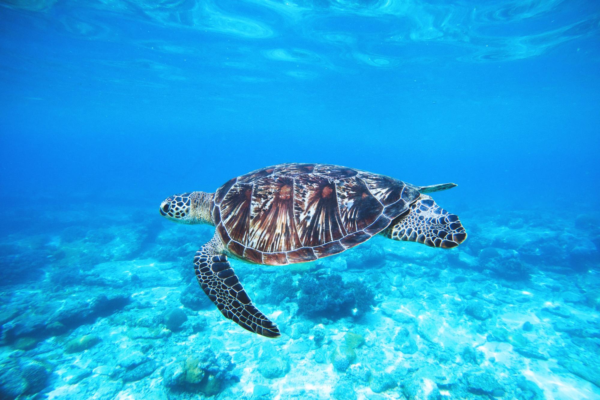 Download Turtle in ocean nature