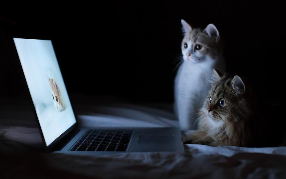 Download MacBook Pro cat feline