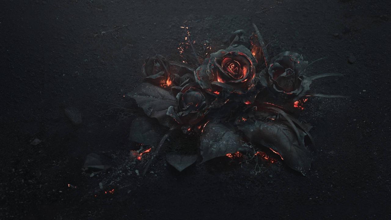 Download black rose  flowers