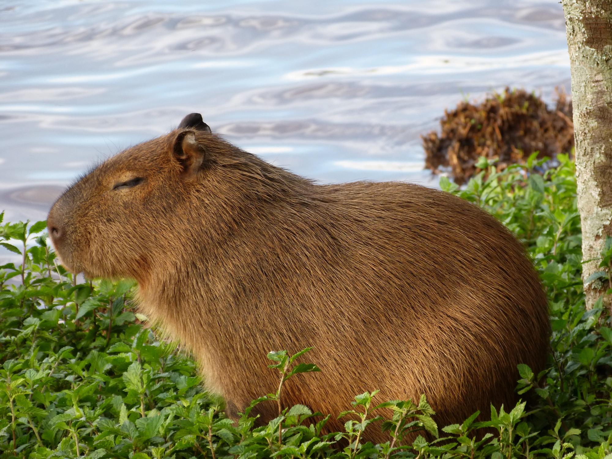 Download capybara nature animal puppy