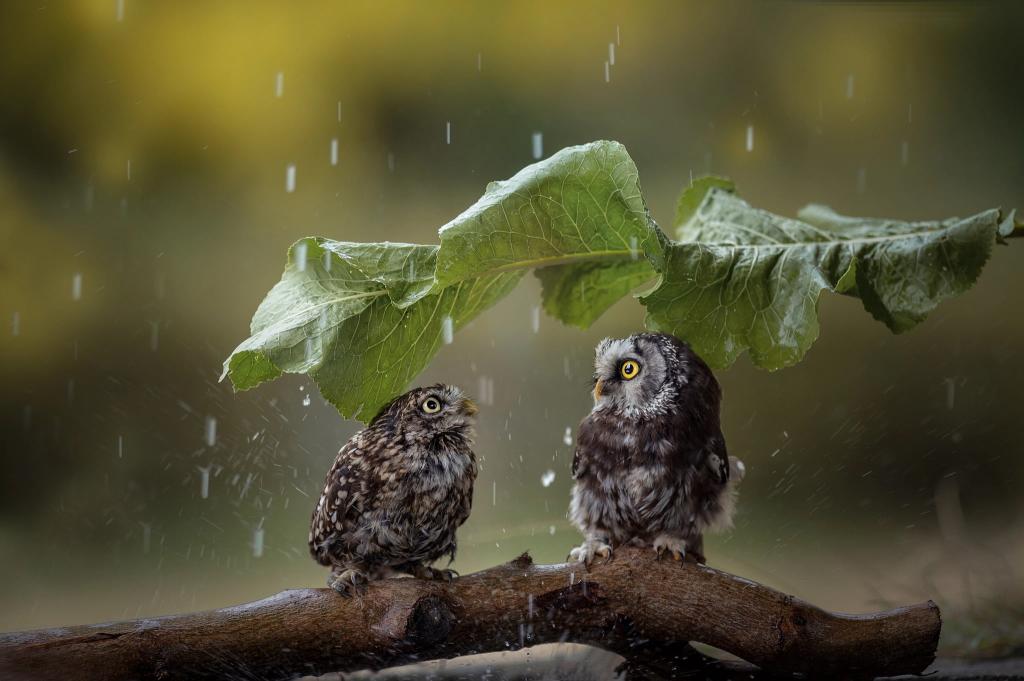 Download two gray owls rain