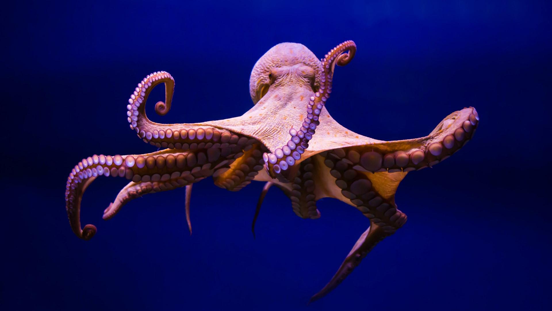 Download octopus cephalopod marine invertebrates