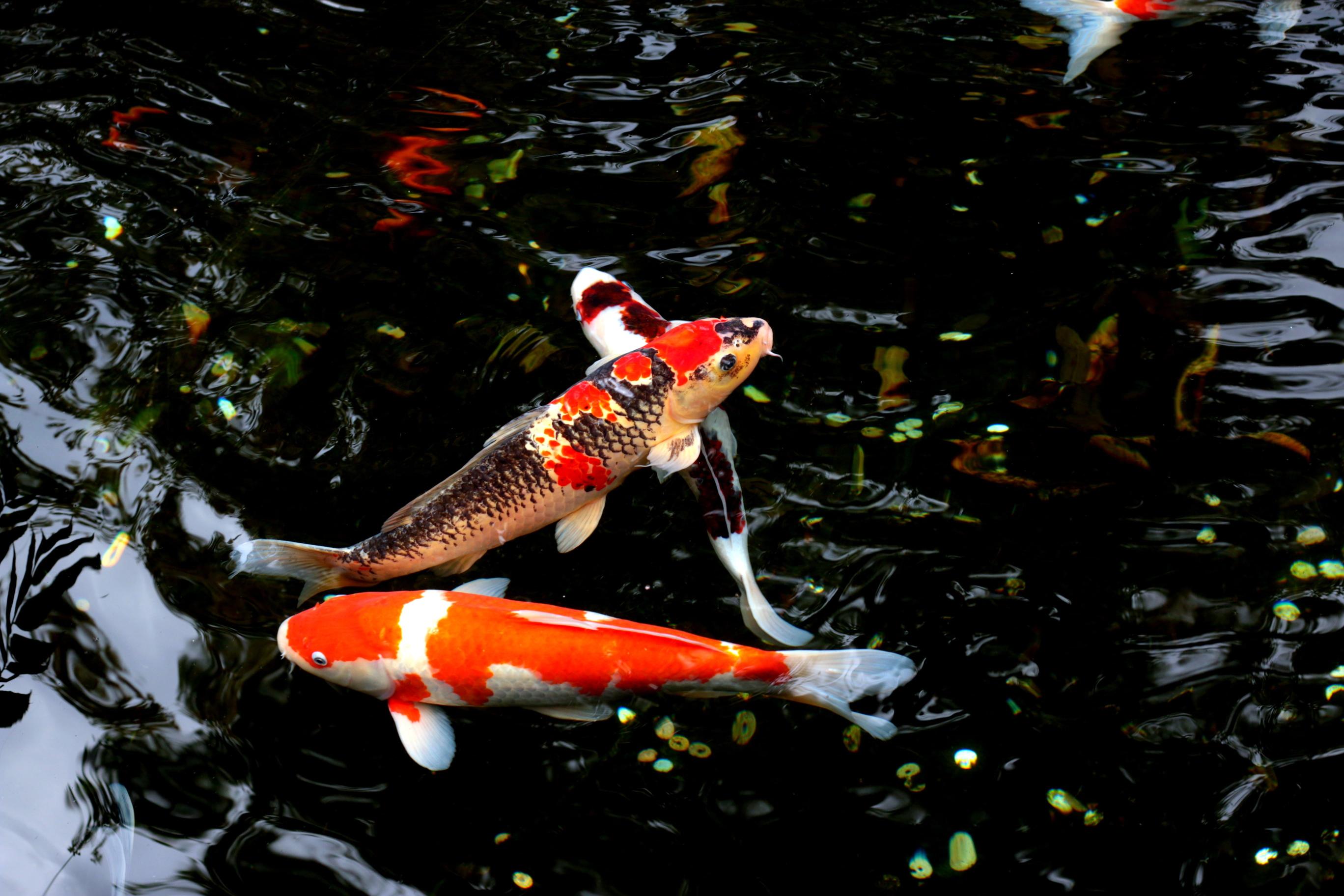 Download two Koi fishes water