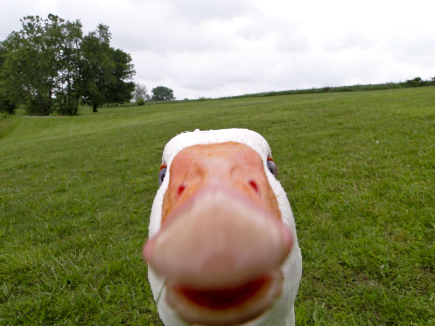 Download white goose animals selfies