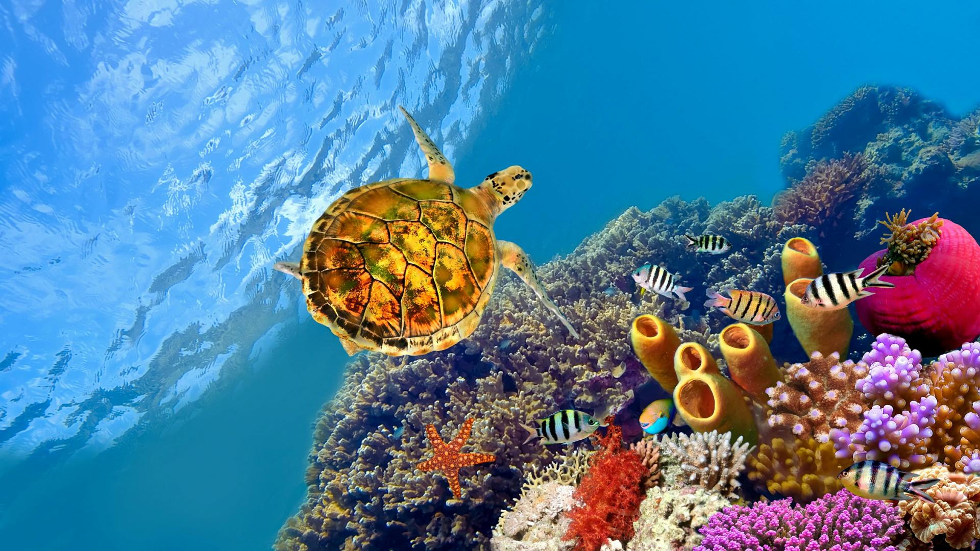 Download turtle sea underwater coral