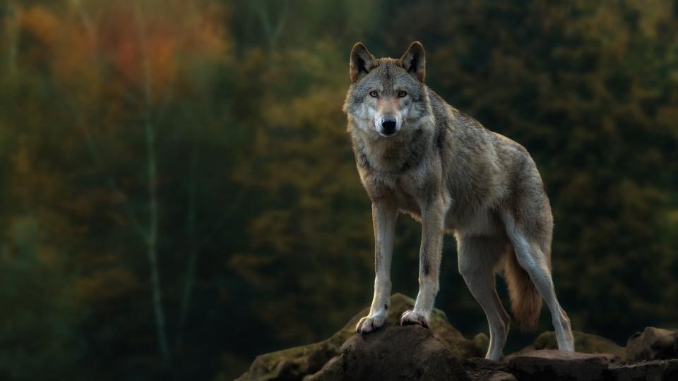 Download gray wolf animal themes