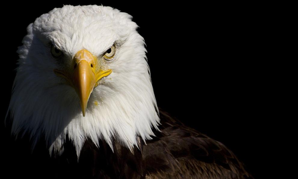 Download American Eagle bald eagle