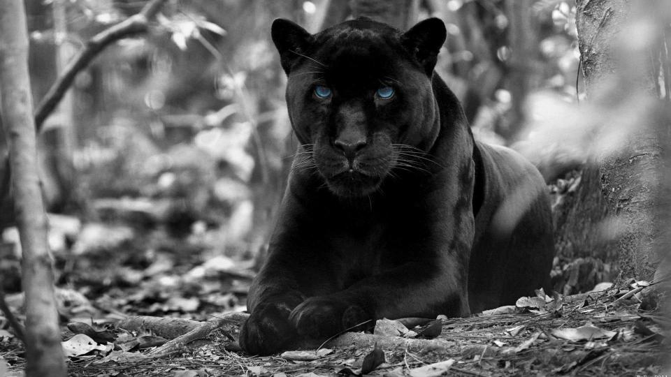 Download black panther forest blue