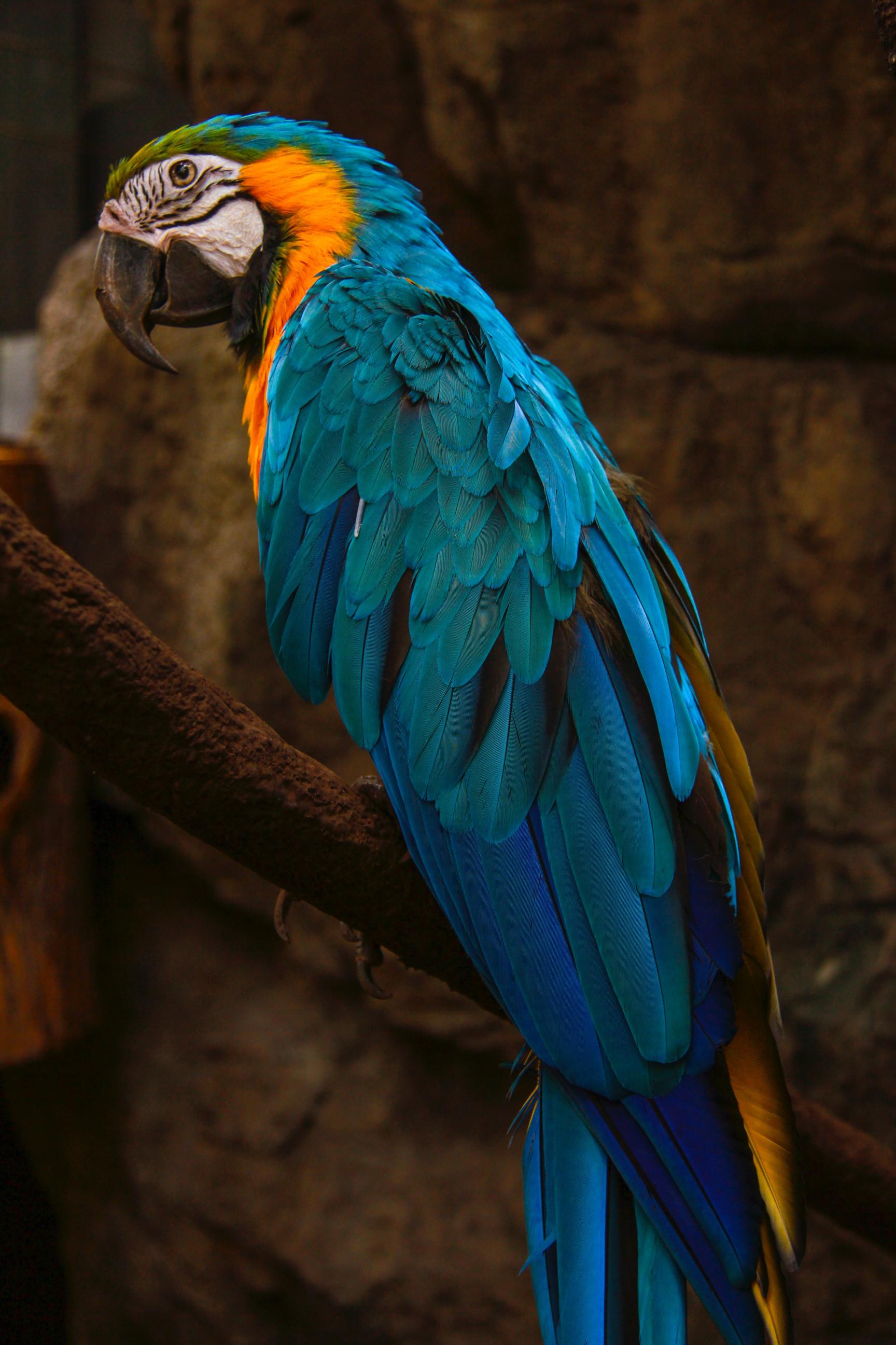 Download blue and yellow parrot