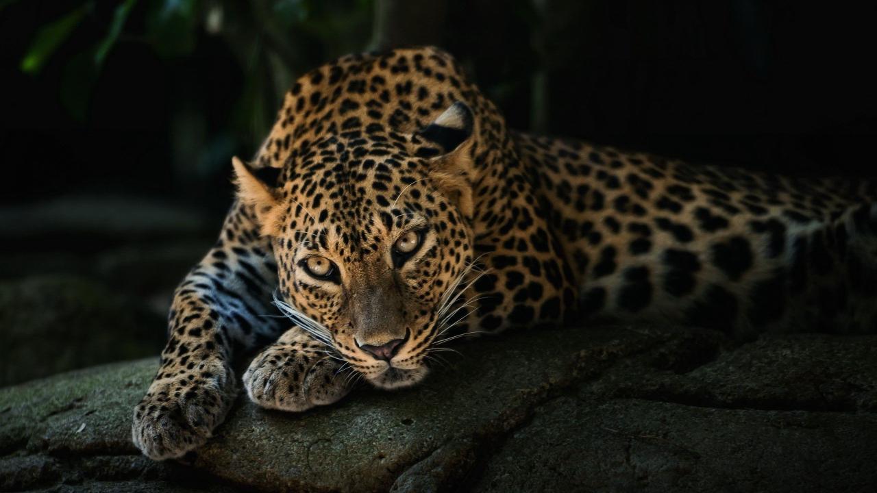 Download animals 2560x1440 jaguar black