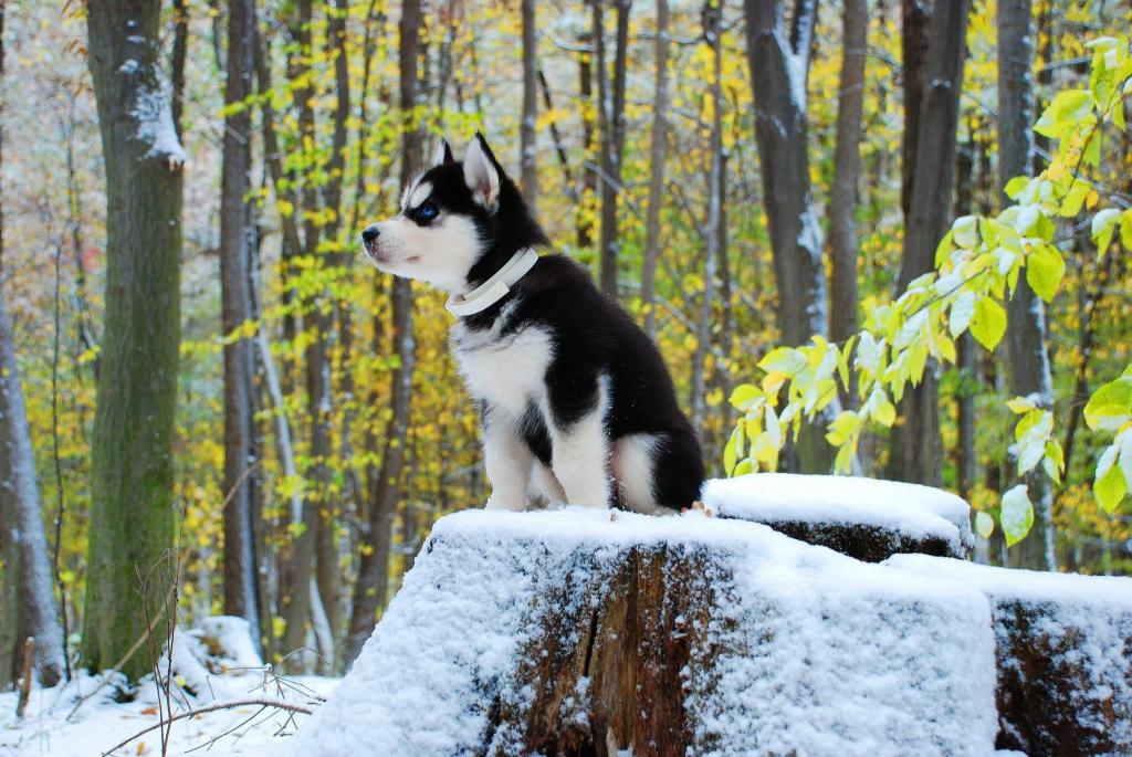 Download black and white Siberian