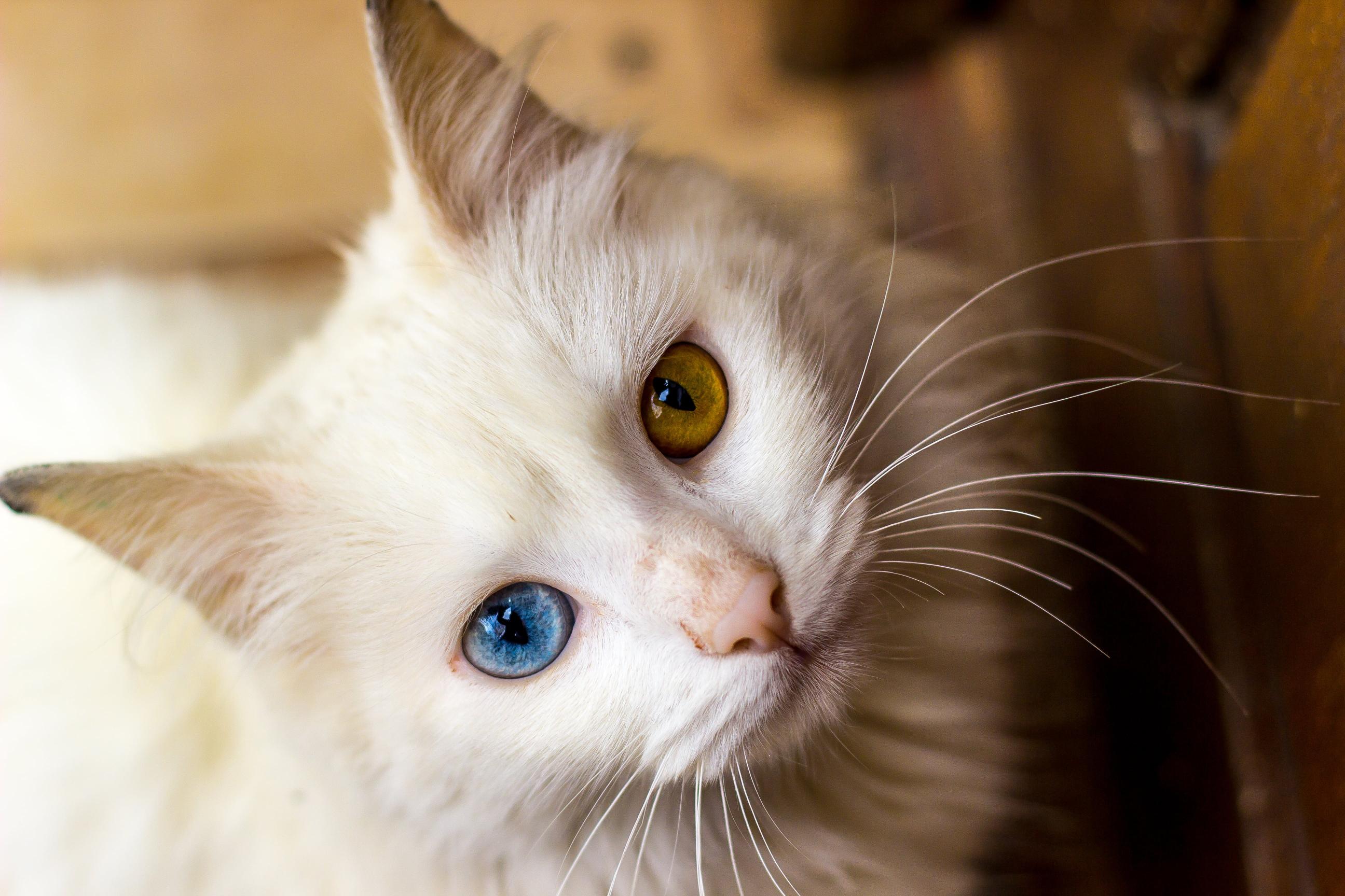 Download white fur cat with