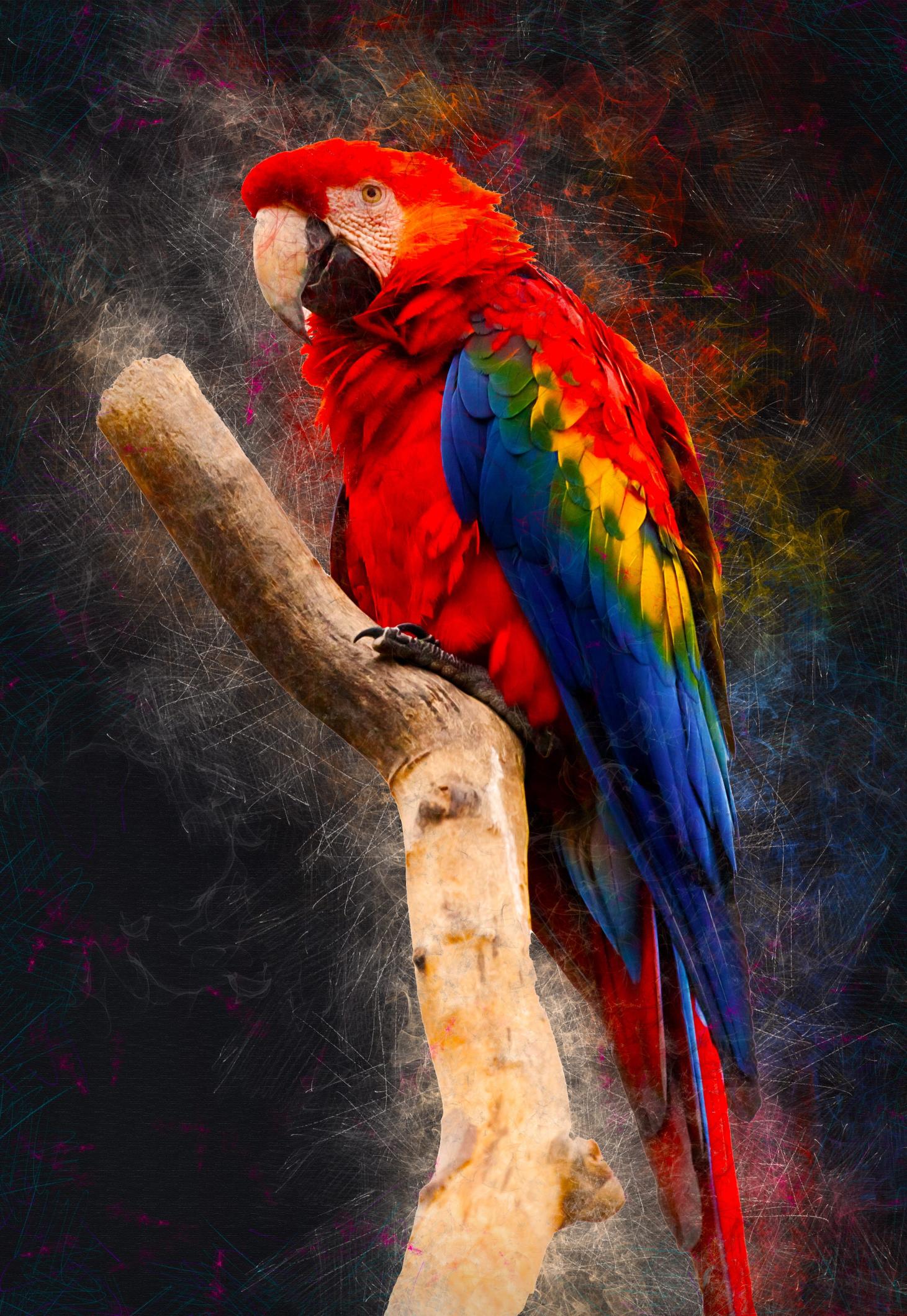 Download scarlet macaw animal ara