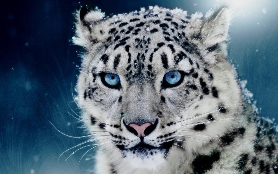 Download snow leopard snow leopards