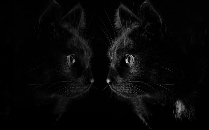 Download dark black cat reflection