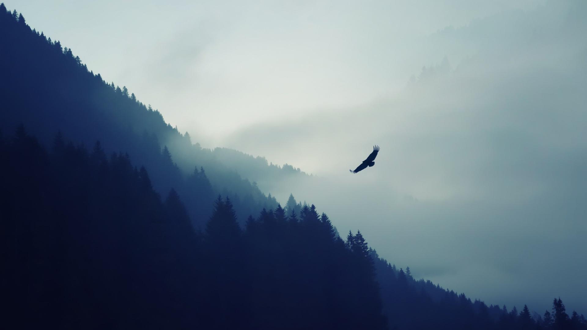 Download eagle above misty forest