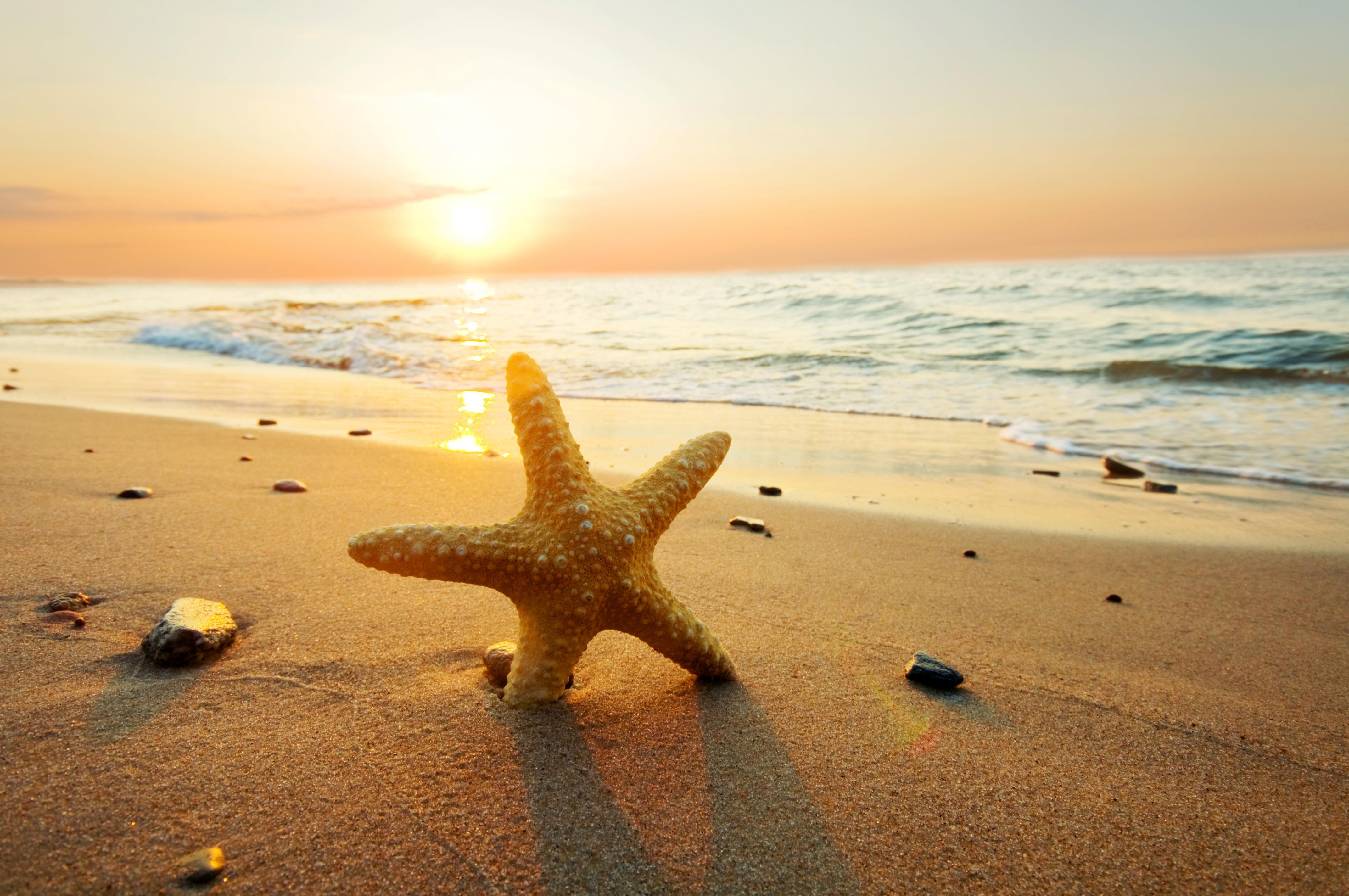 Download brown starfish sea beach