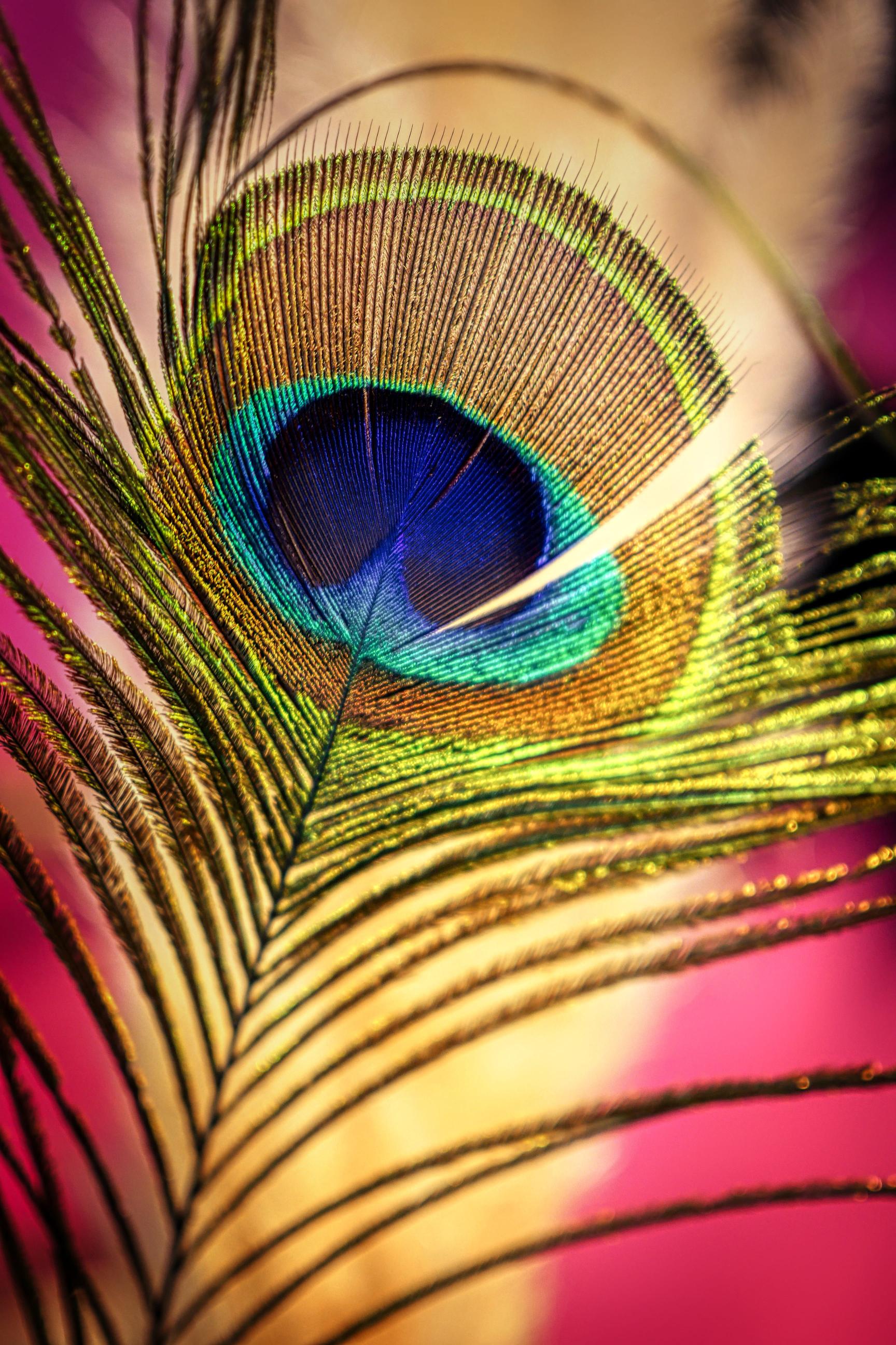 Download peacock feather colorful iridescent