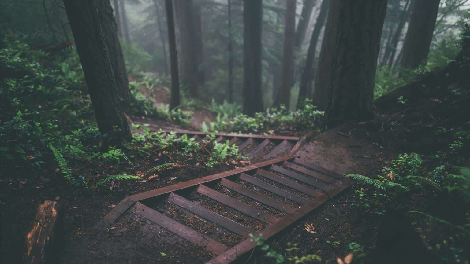 Download Rainy Forest Path