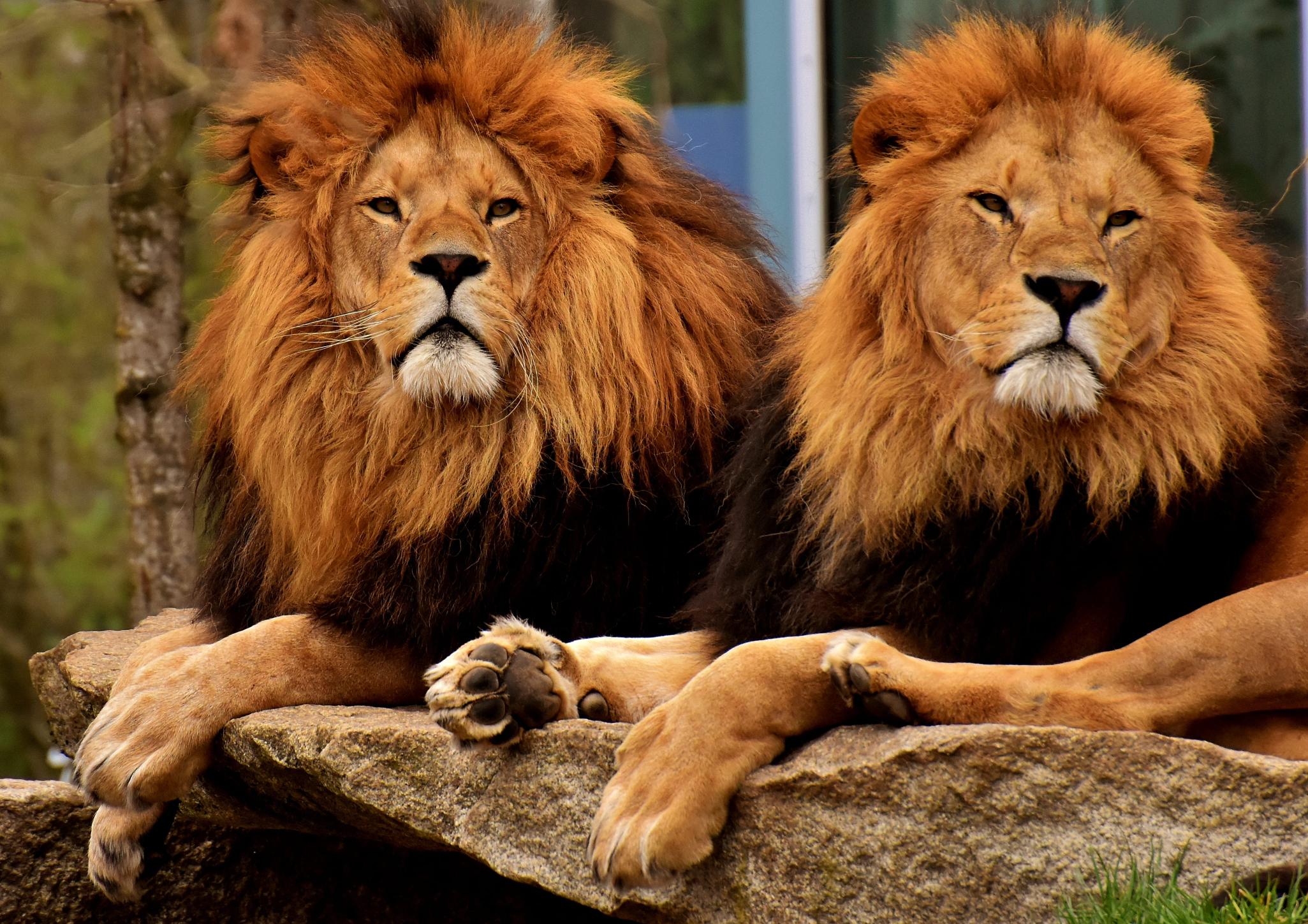 Download two adult lions predator