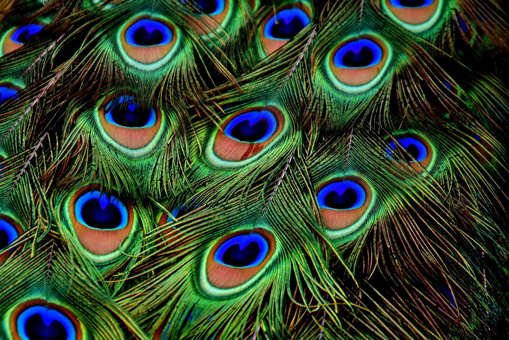 Download macro photograph of peacock