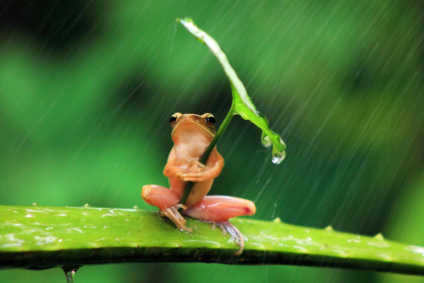 Download red frog selective focus