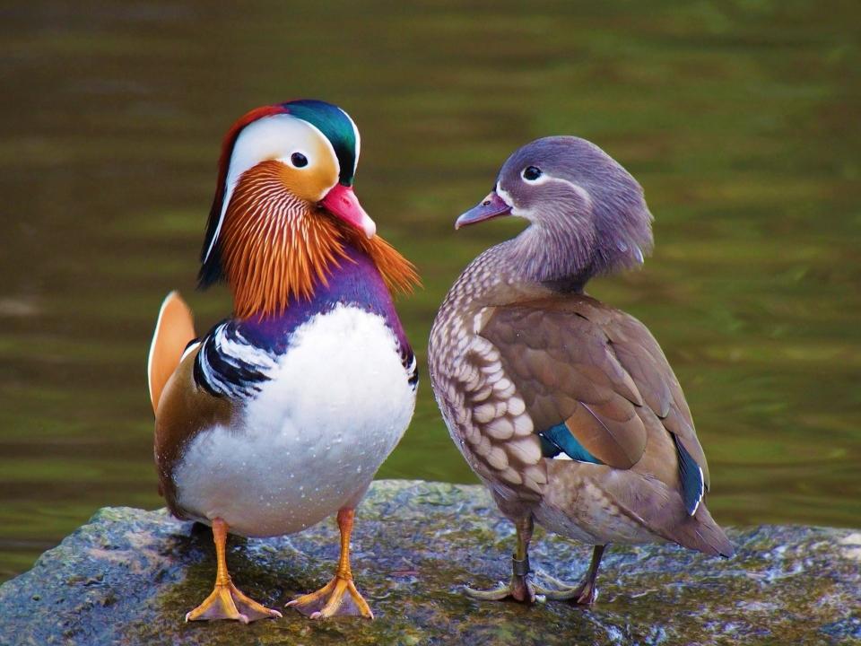 Download Birds Mandarin Duck Animal