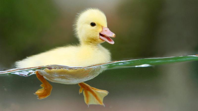 Download duck baby animals animal