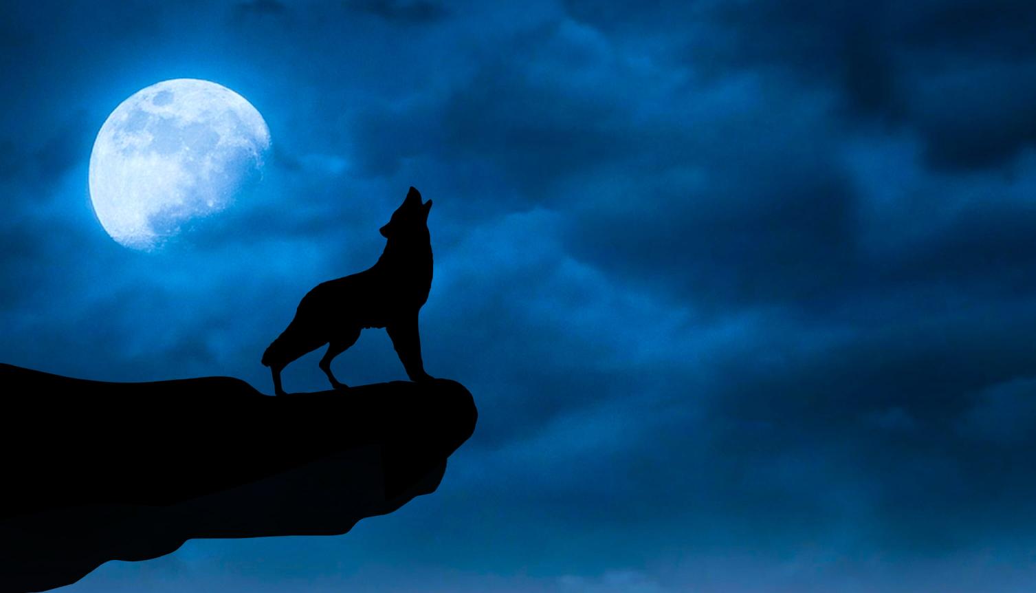 Download Photo illustration of wolf